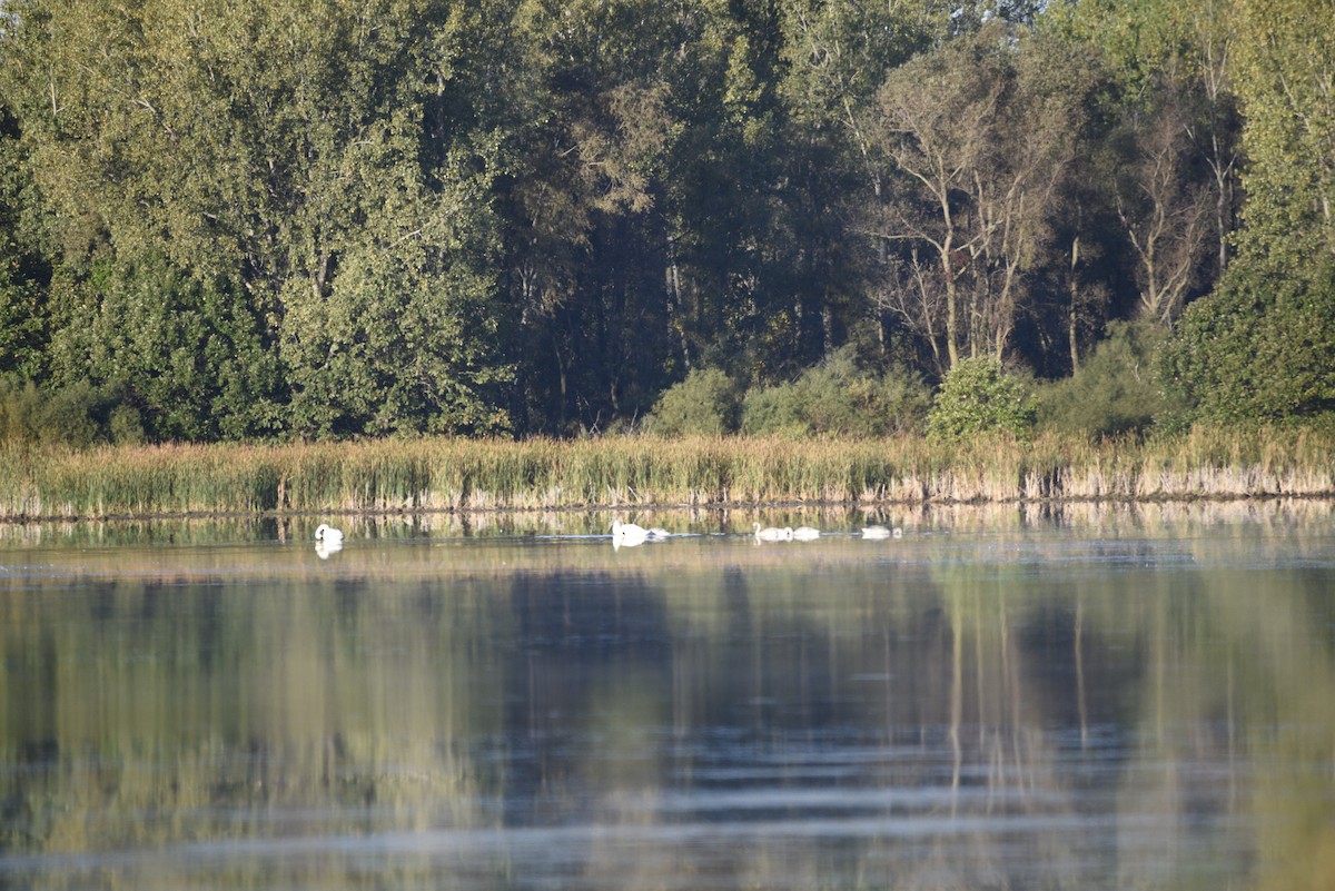 Trumpeter Swan - ML643139767