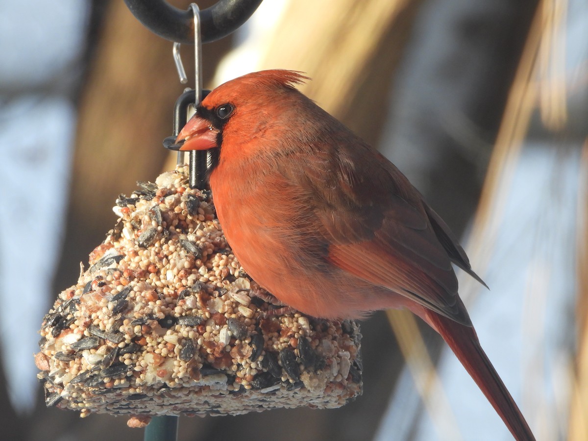 Northern Cardinal - ML643139780