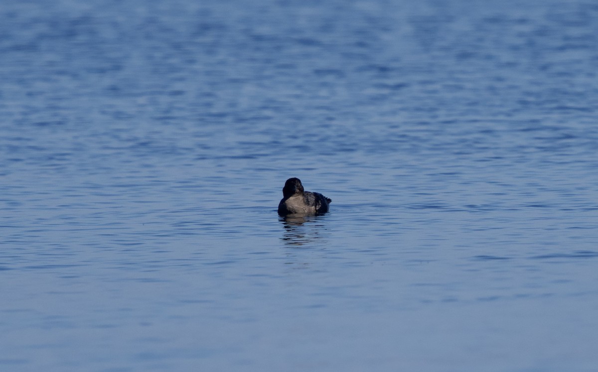 Rhinoceros Auklet - ML643139781