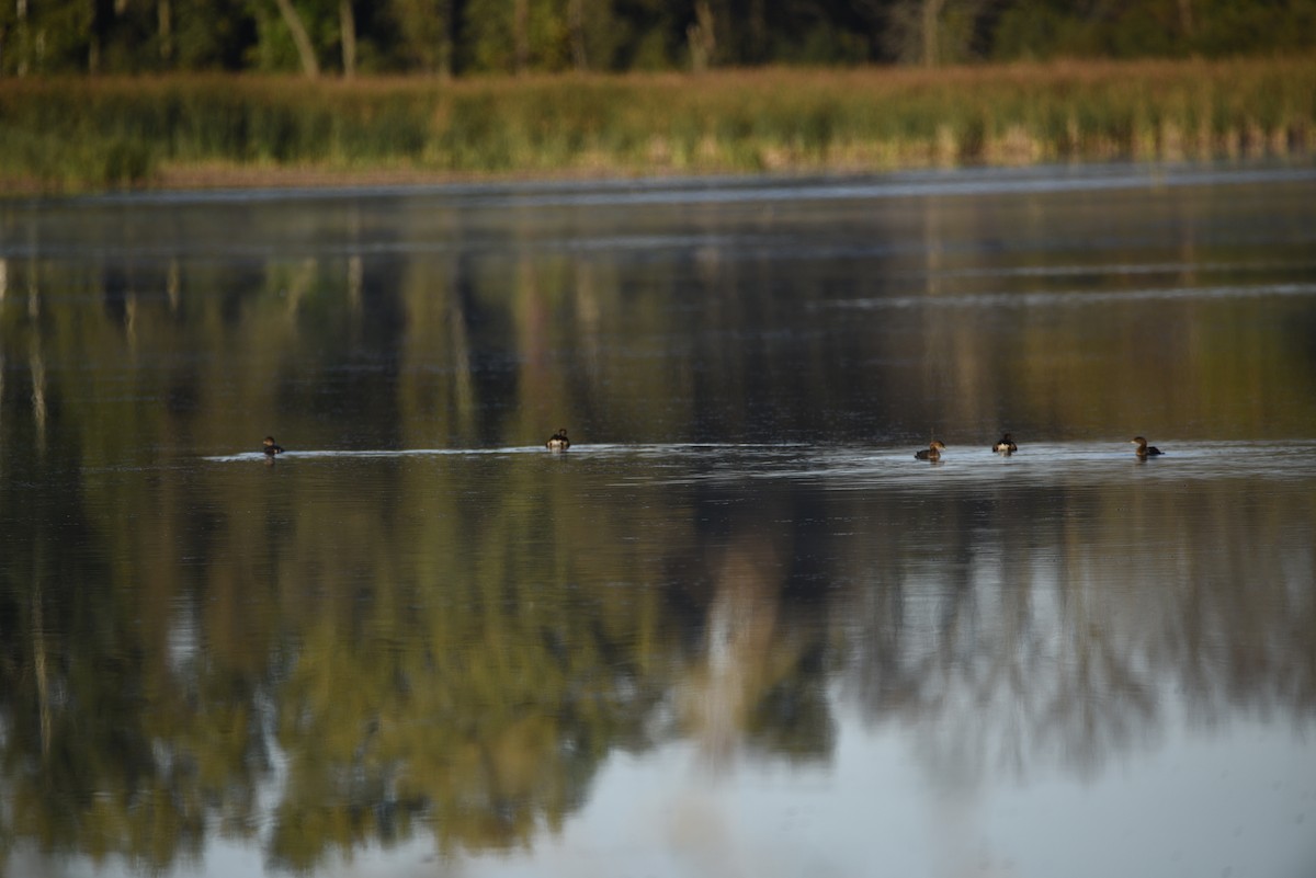 Pied-billed Grebe - ML643139782