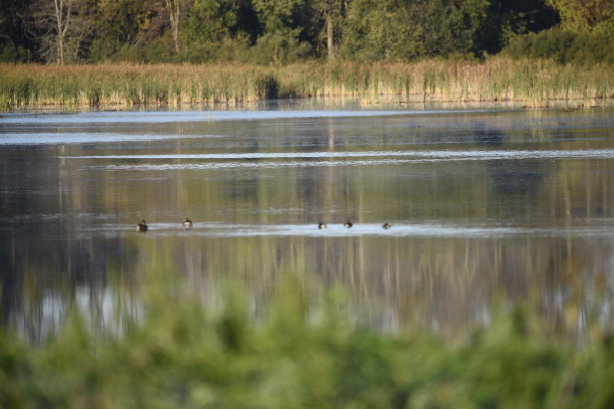 Pied-billed Grebe - ML643139783