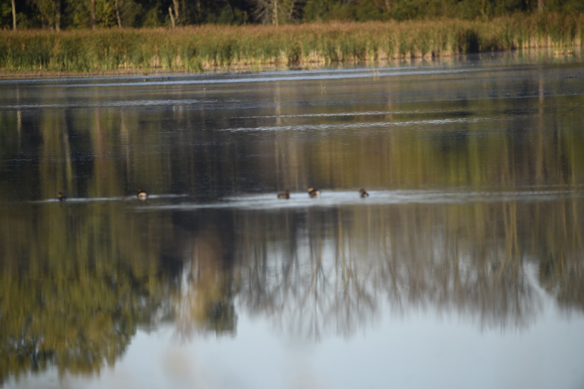 Pied-billed Grebe - ML643139784