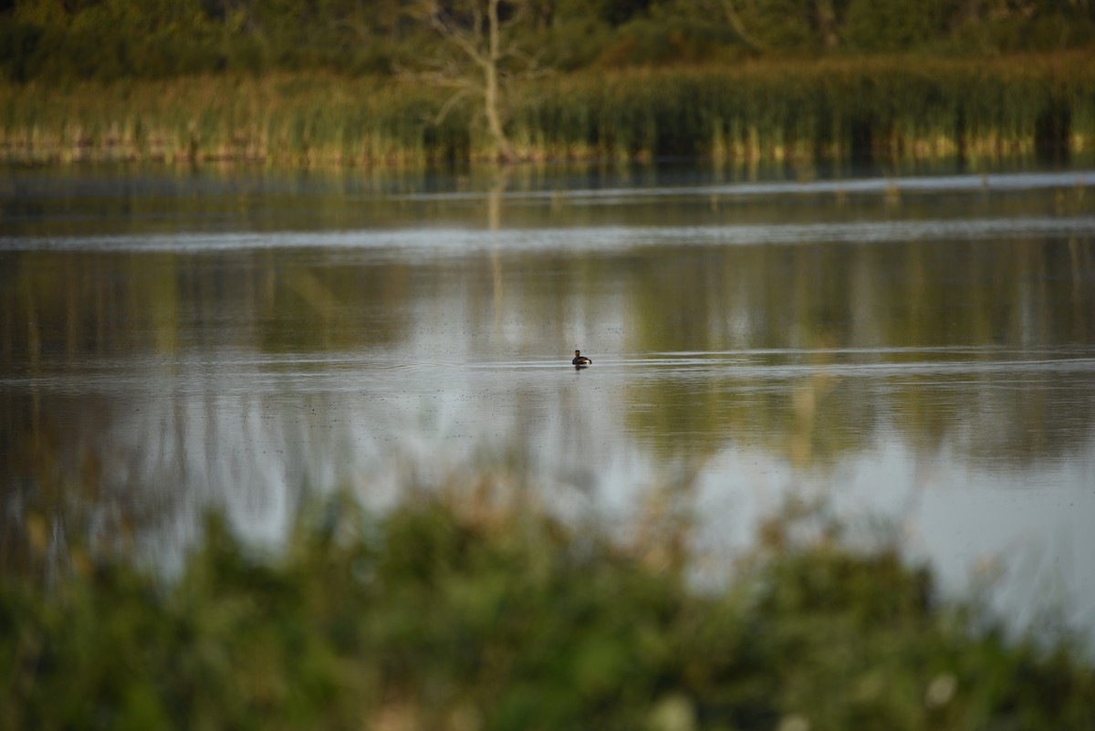 Pied-billed Grebe - ML643139785