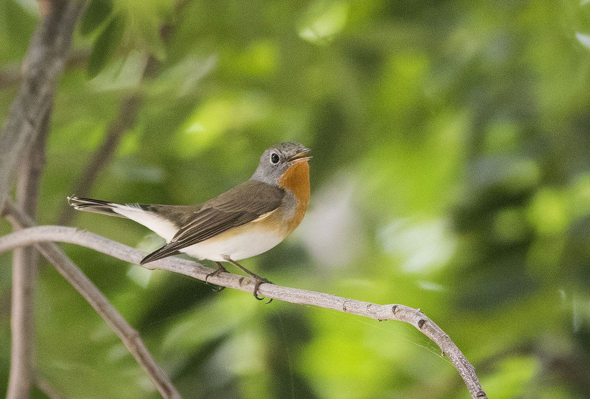 紅胸鶲 - ML643139791