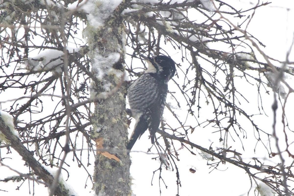 American Three-toed Woodpecker - ML643139794