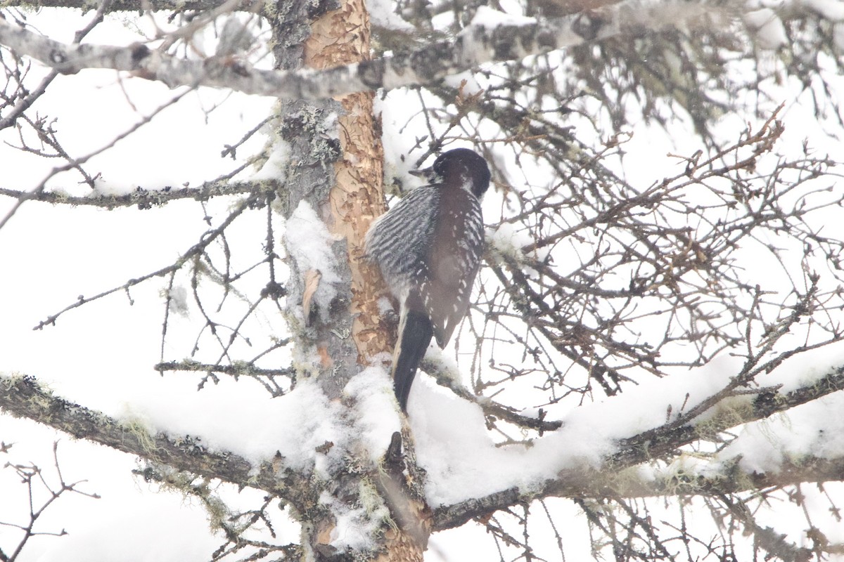 American Three-toed Woodpecker - ML643139795