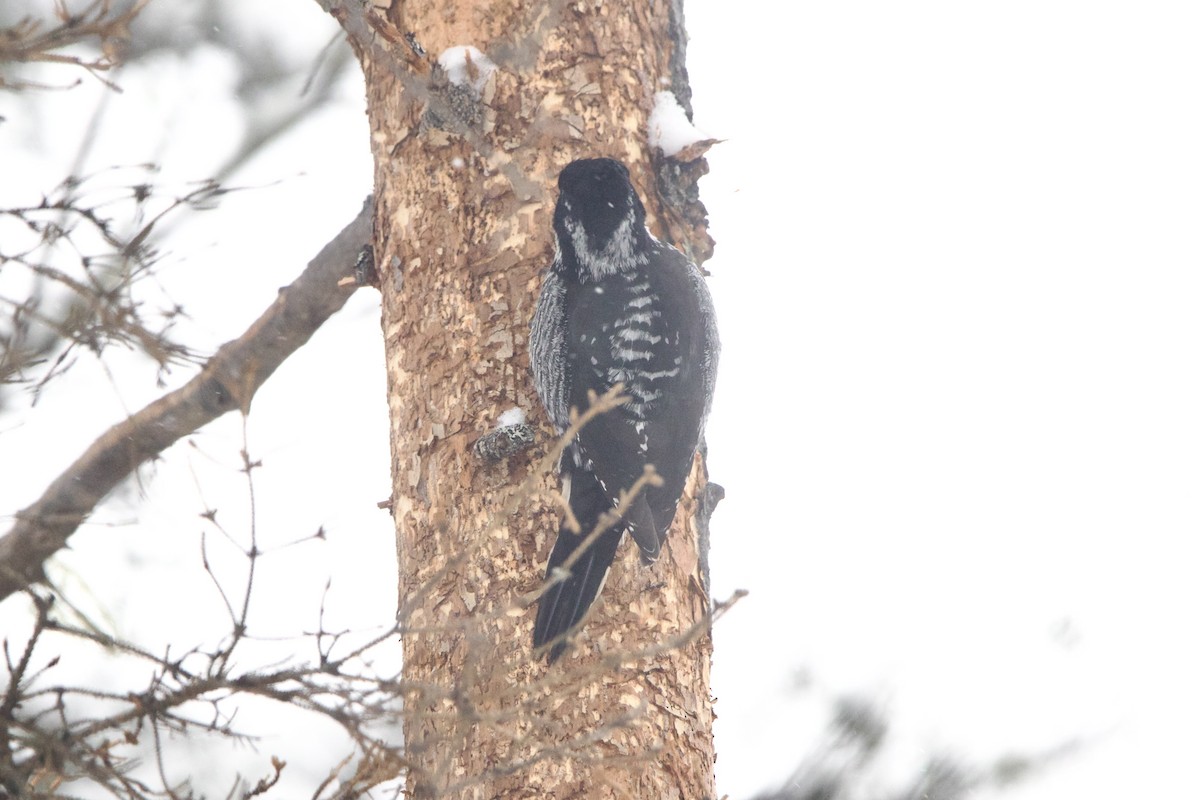 American Three-toed Woodpecker - ML643139796