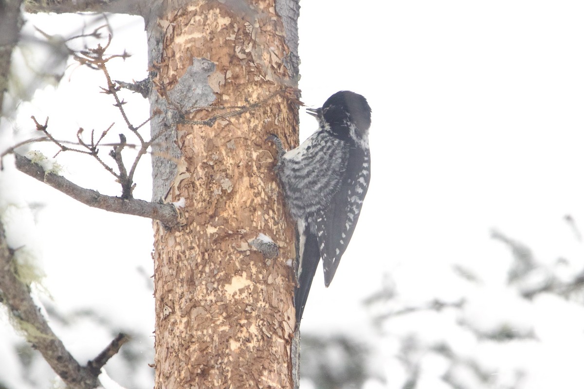 American Three-toed Woodpecker - ML643139797
