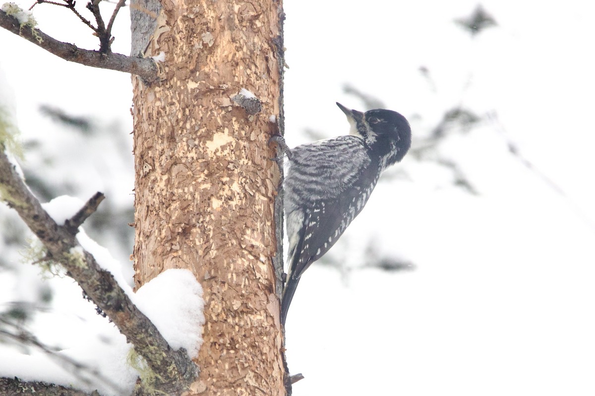 American Three-toed Woodpecker - ML643139798