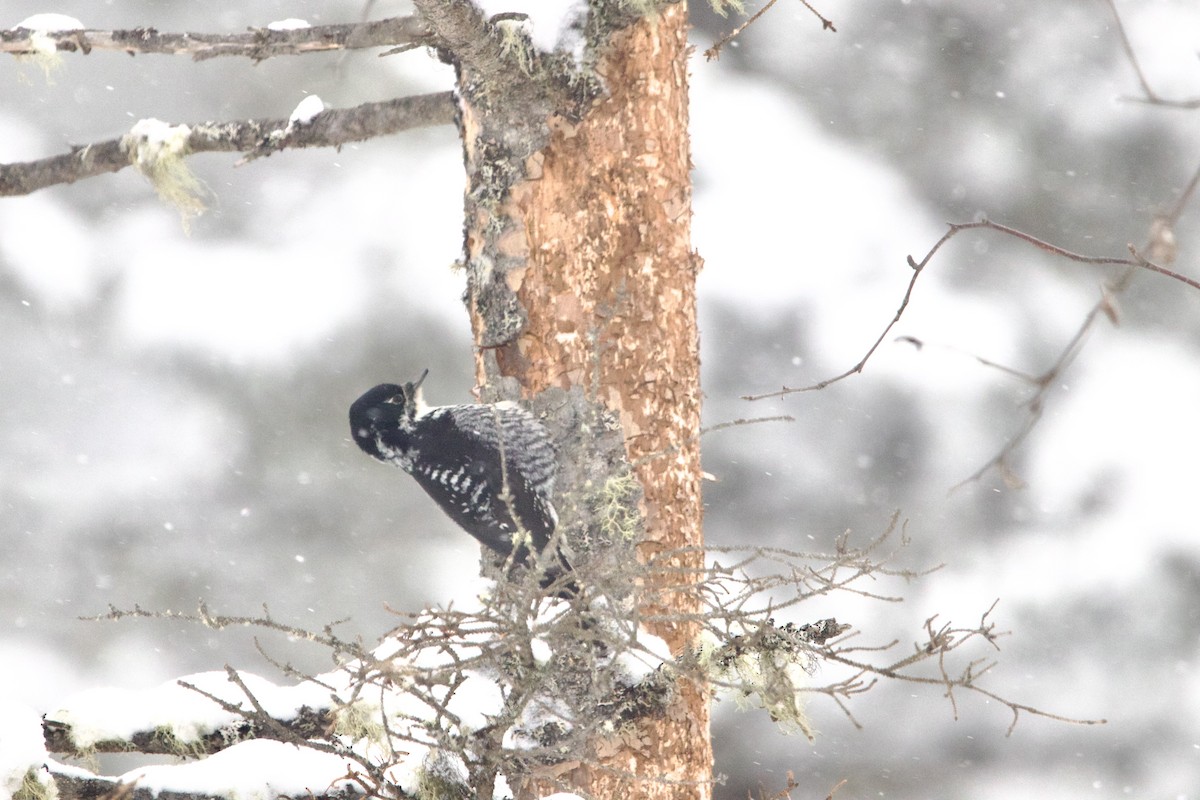 American Three-toed Woodpecker - ML643139799