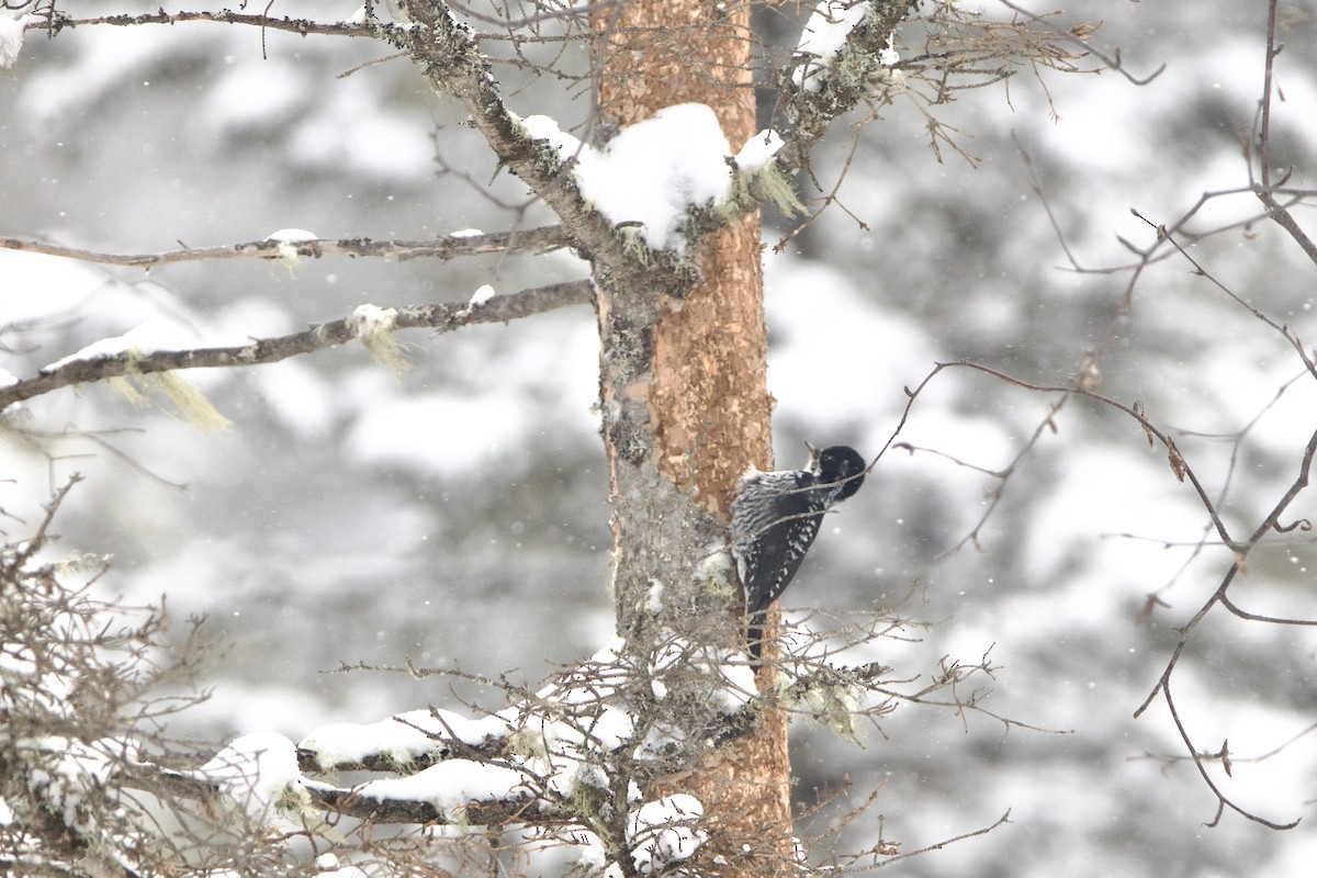 American Three-toed Woodpecker - ML643139800