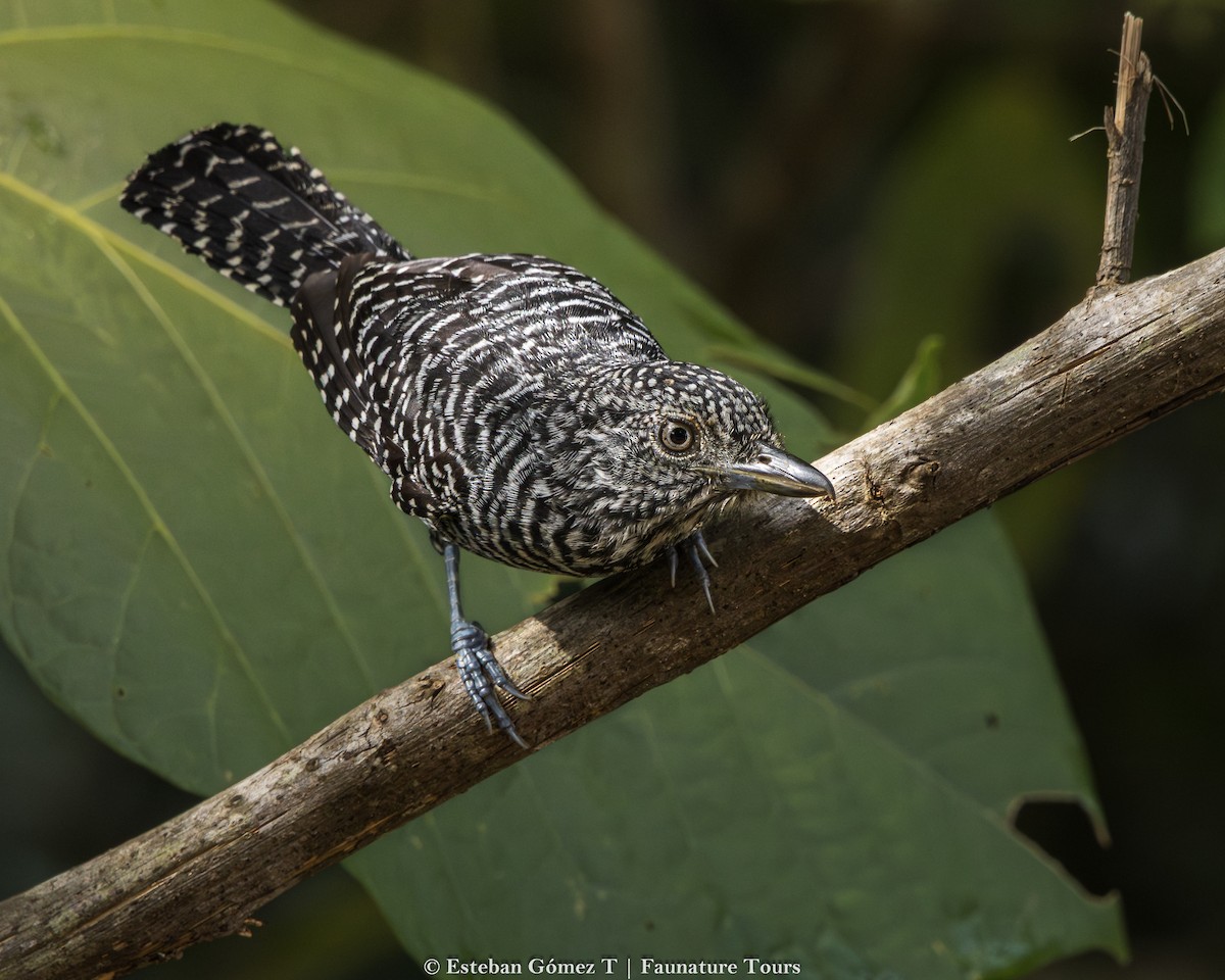 Bar-crested Antshrike - ML643139811