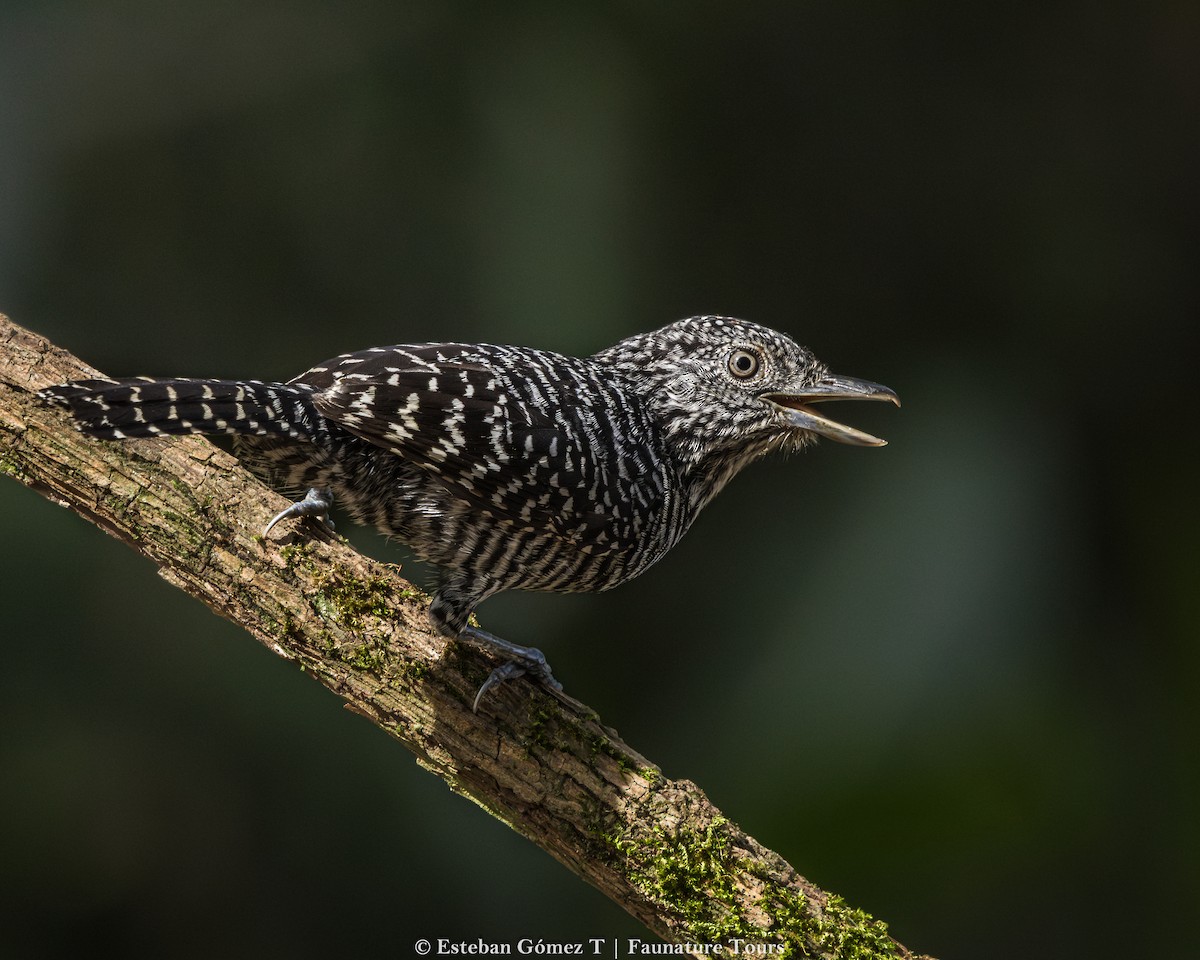 Bar-crested Antshrike - ML643139812