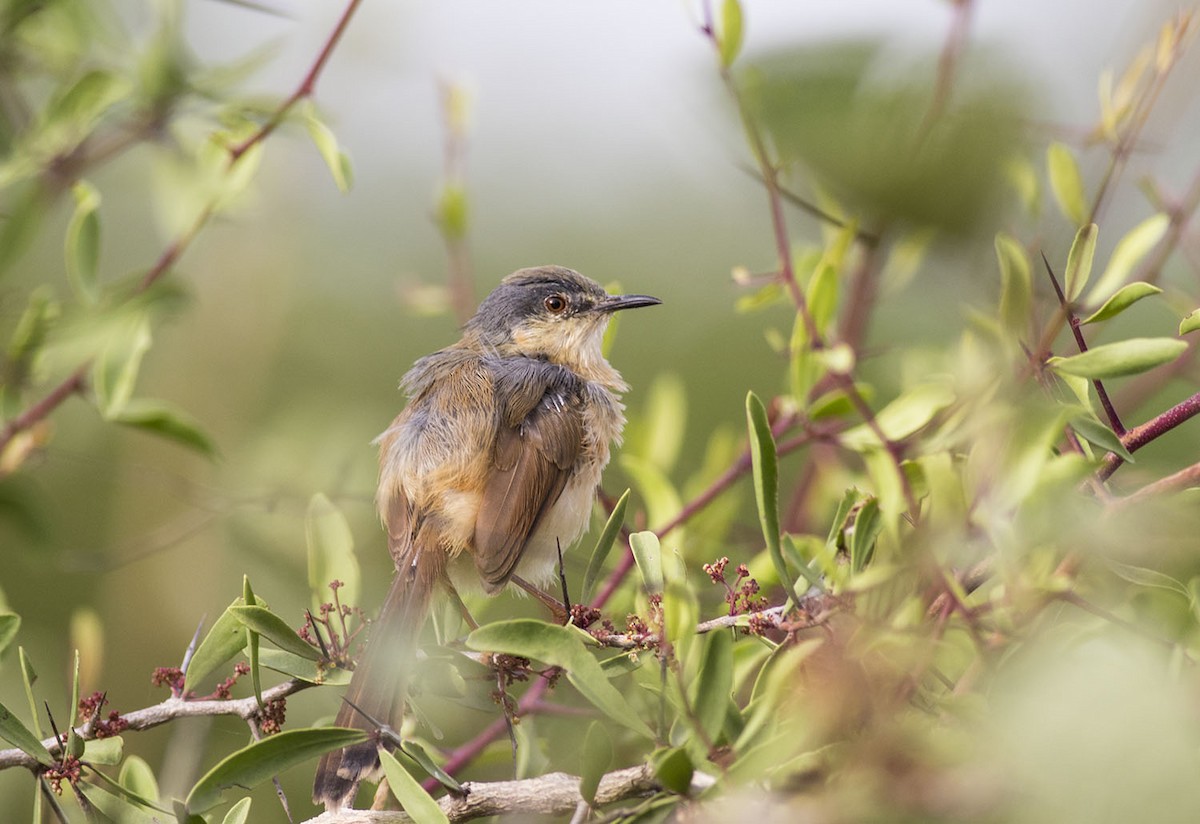 Ashy Prinia - ML643139813