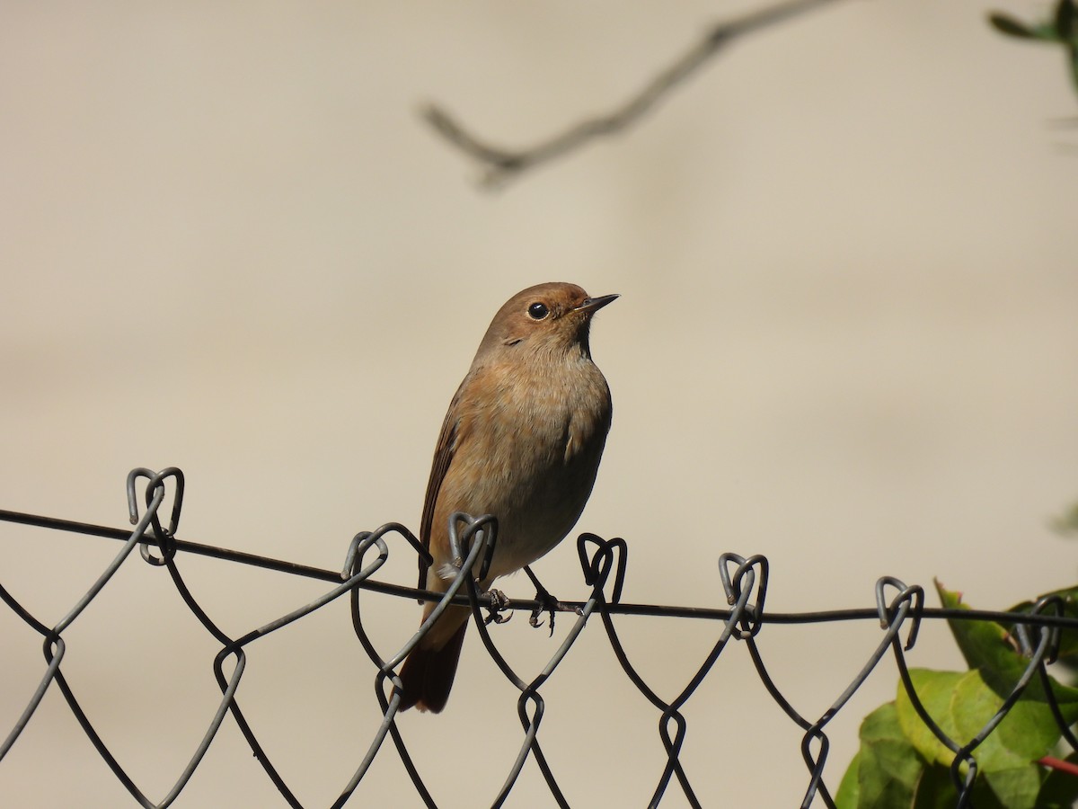 Common Redstart - ML643139821