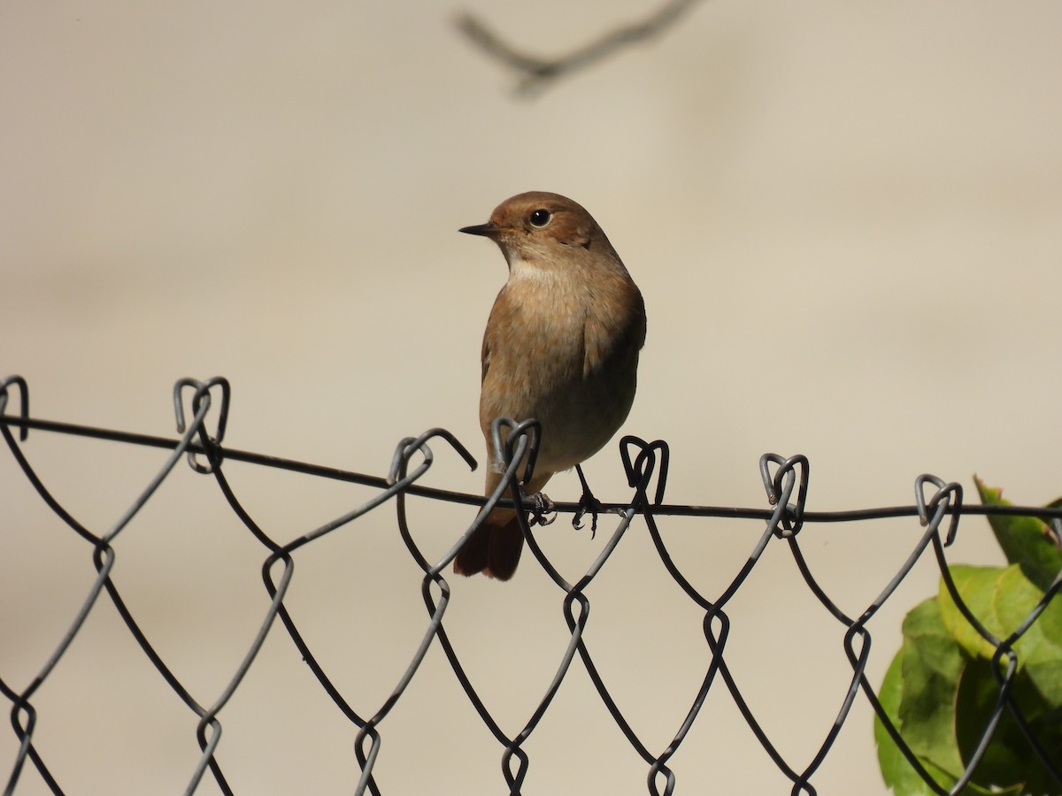 Common Redstart - ML643139824