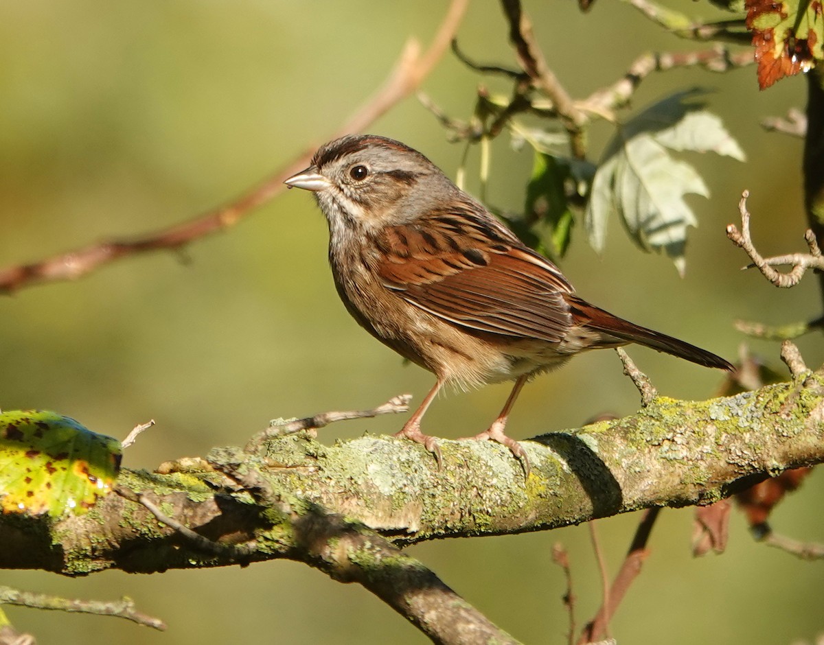 Swamp Sparrow - ML643139827