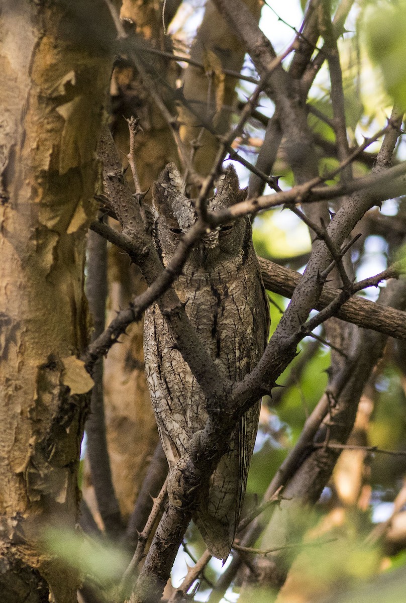 Eurasian Scops-Owl - ML643139829