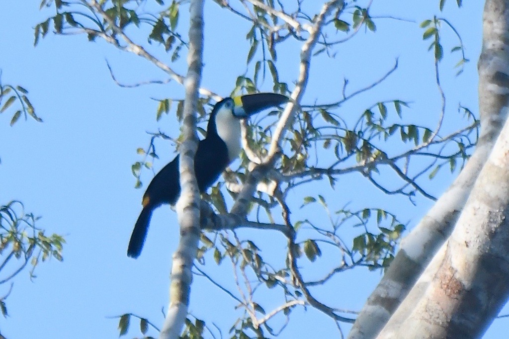 White-throated Toucan - ML643139848