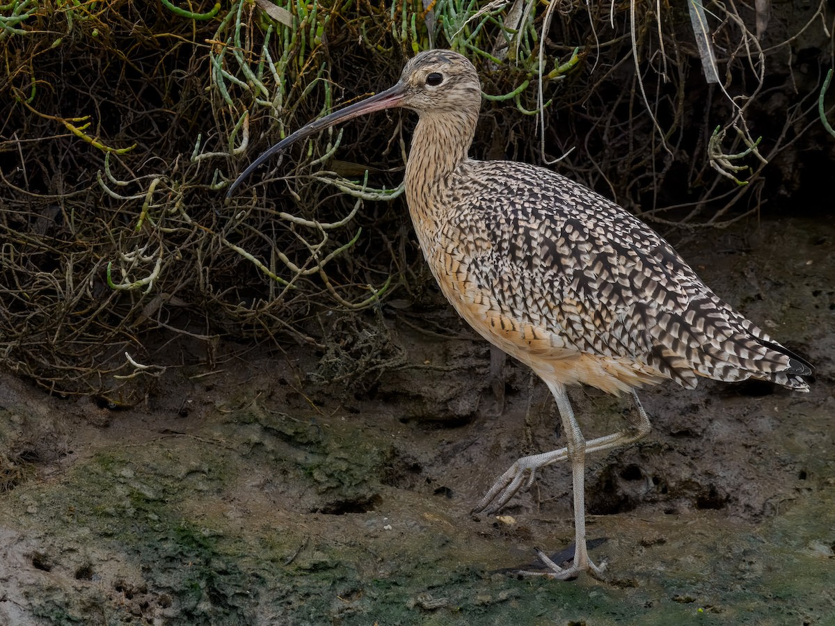 Long-billed Curlew - ML643139851