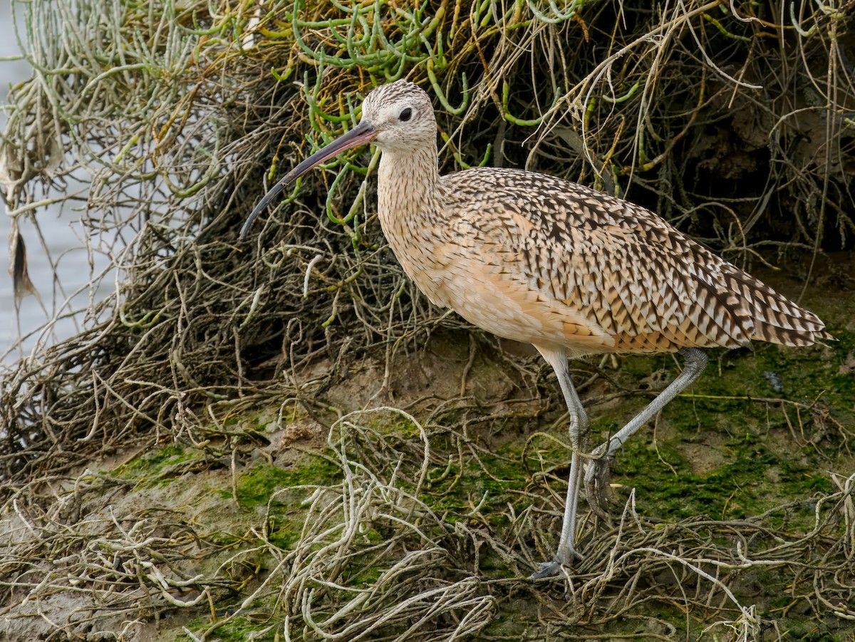 Long-billed Curlew - ML643139852