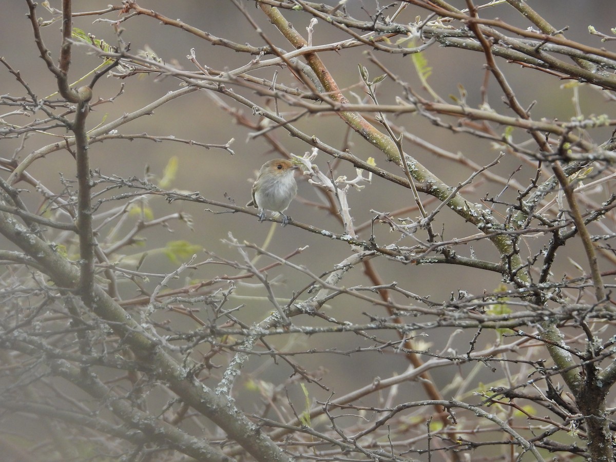 Fulvous-faced Scrub-Tyrant - ML643139853