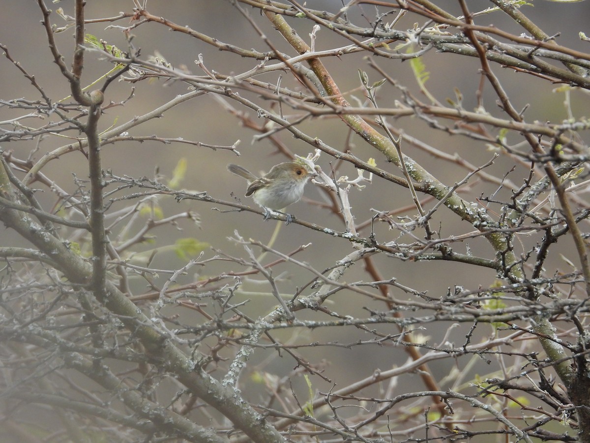 Fulvous-faced Scrub-Tyrant - ML643139854