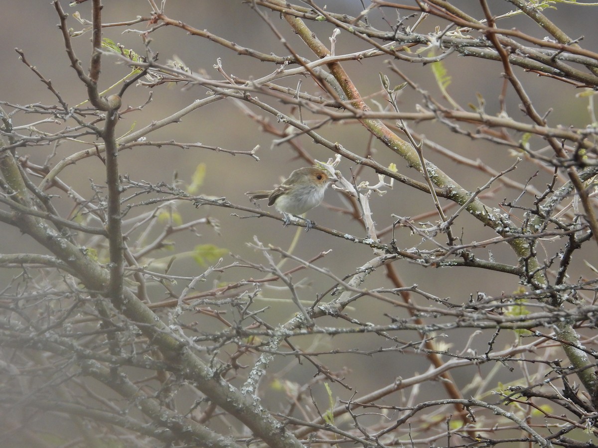 Fulvous-faced Scrub-Tyrant - ML643139858