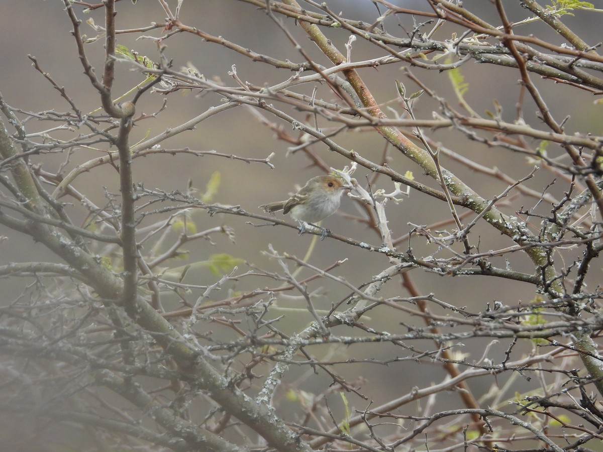 Fulvous-faced Scrub-Tyrant - ML643139859