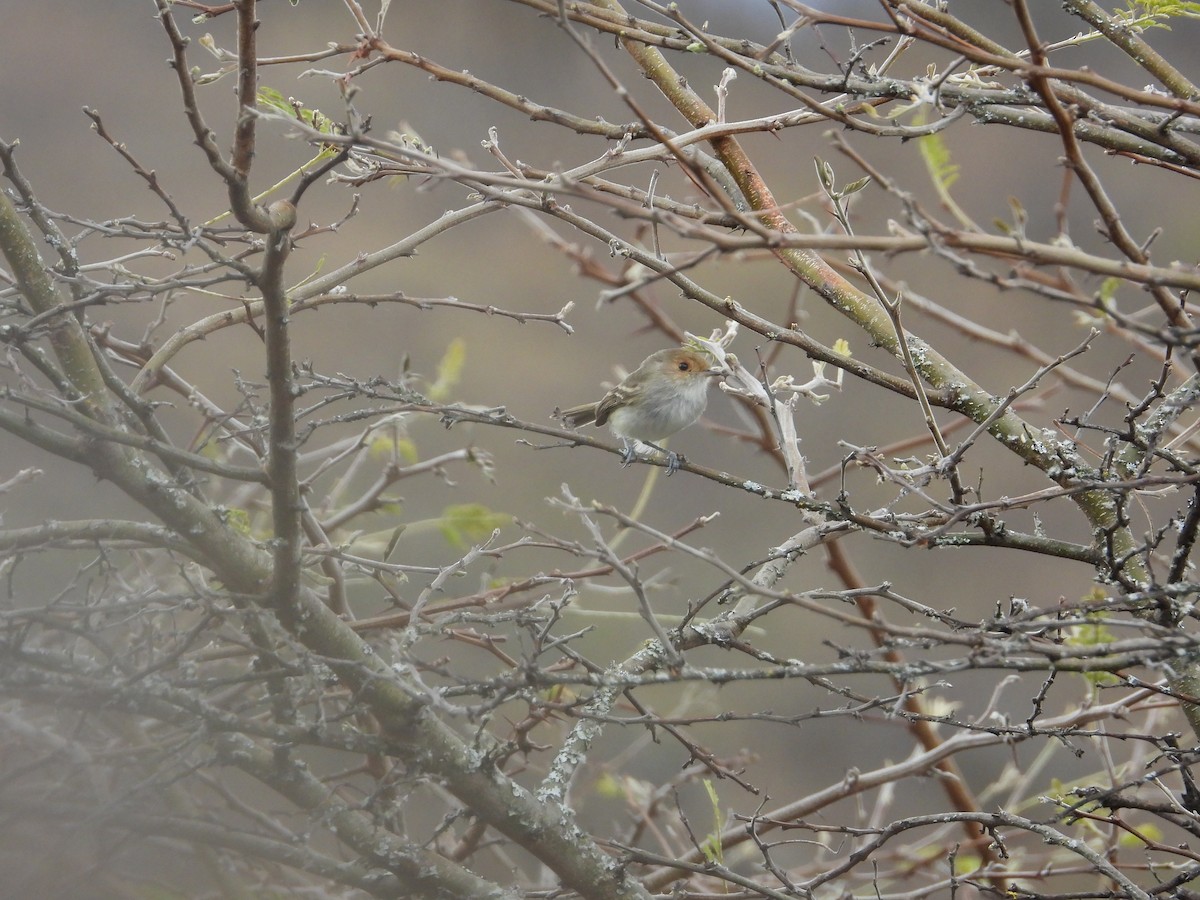 Fulvous-faced Scrub-Tyrant - ML643139860