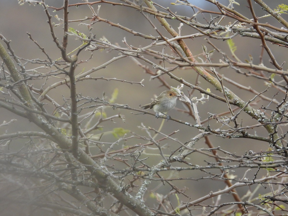 Fulvous-faced Scrub-Tyrant - ML643139861