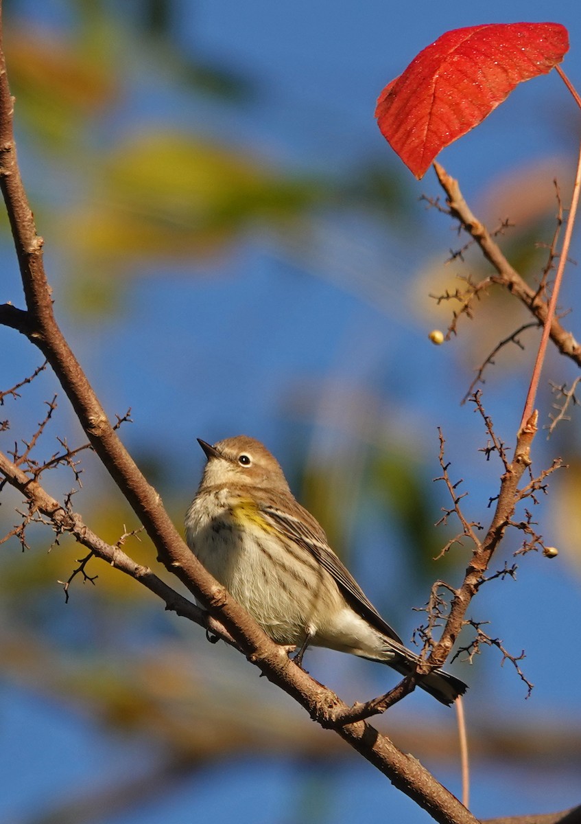 Yellow-rumped Warbler - ML643139862