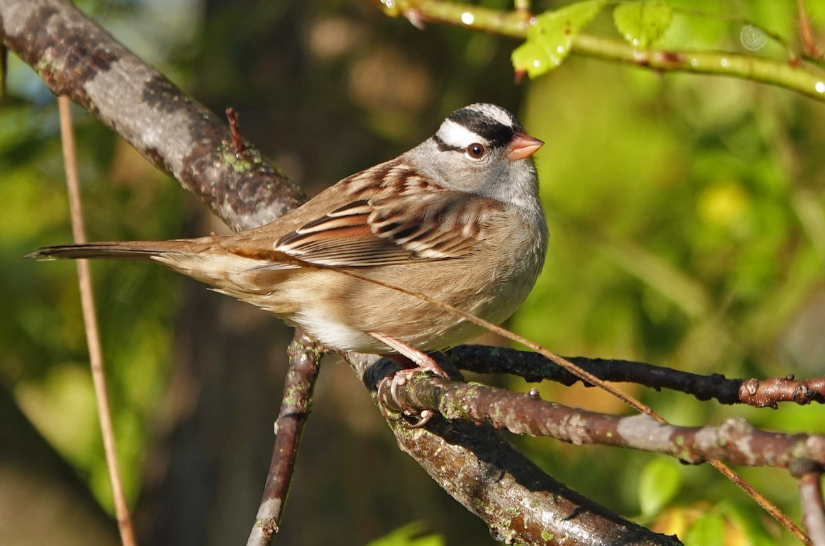 White-crowned Sparrow - ML643139872