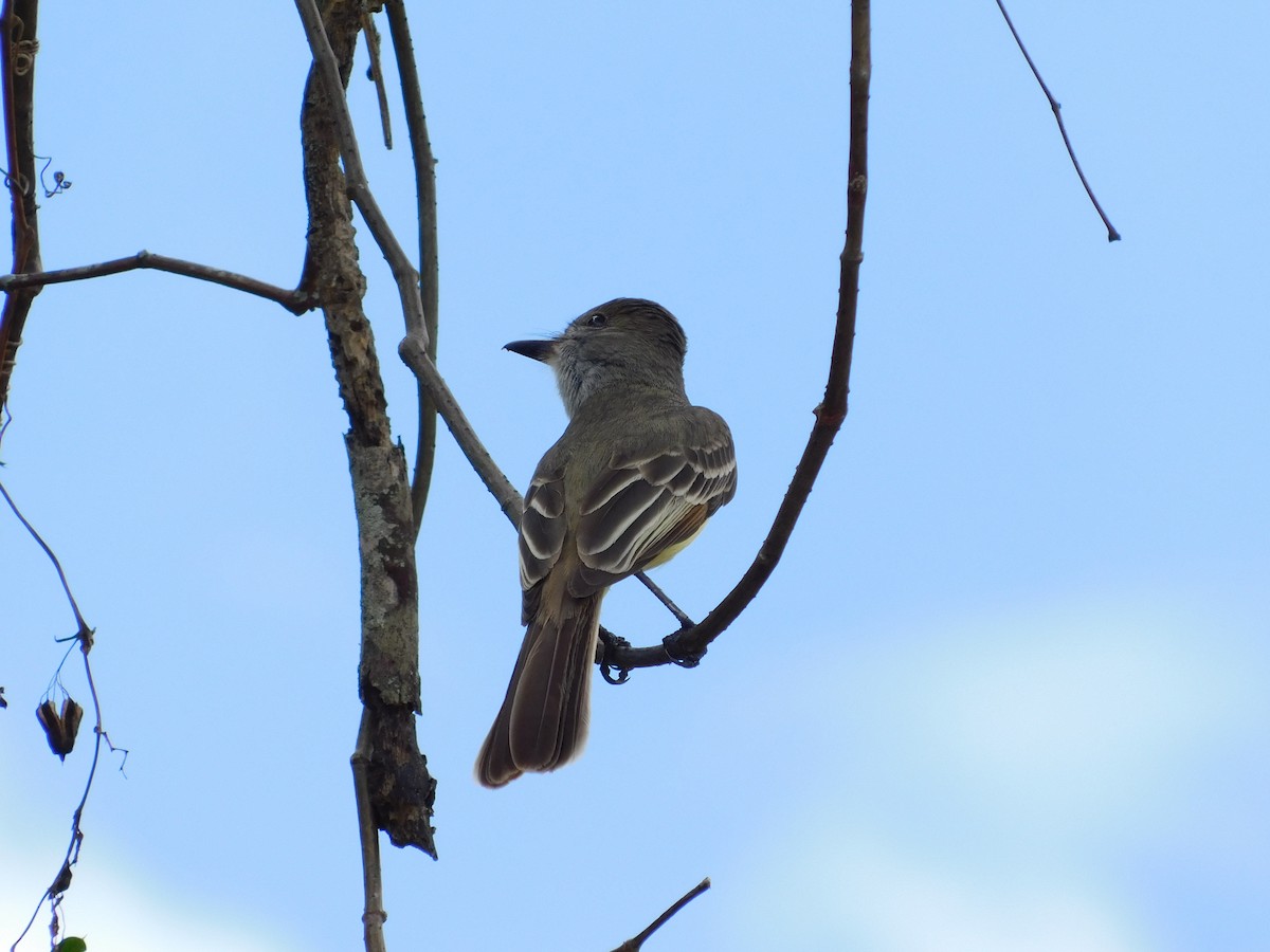 Brown-crested Flycatcher - ML643139890