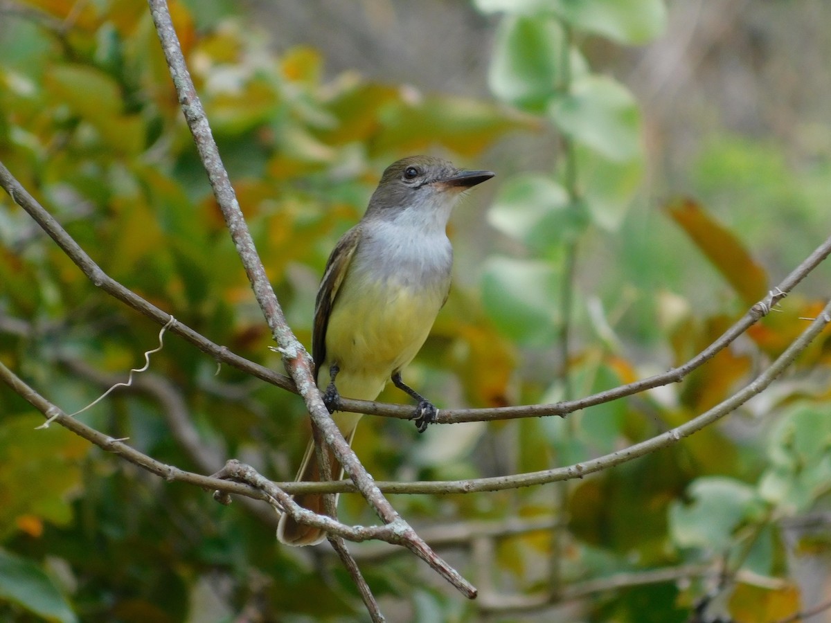 Brown-crested Flycatcher - ML643139892