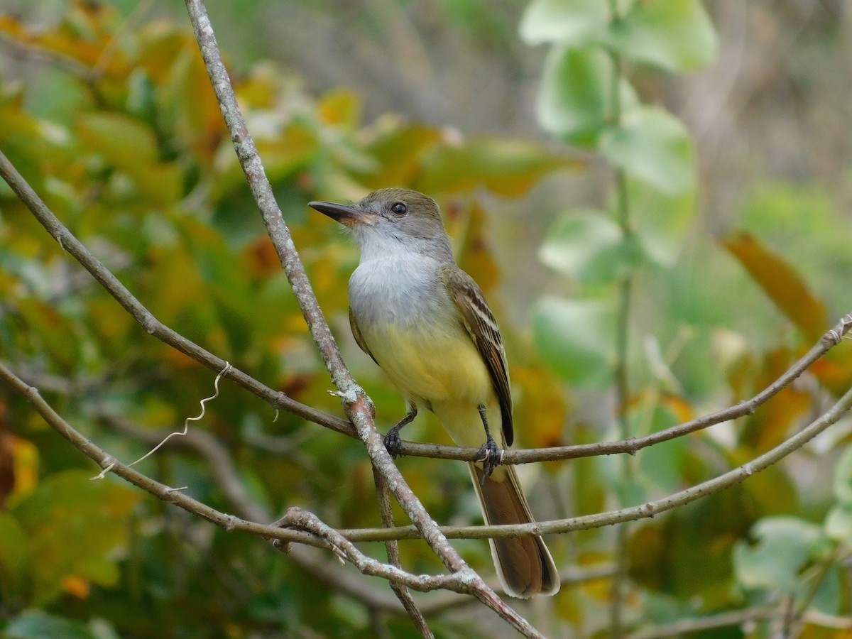 Brown-crested Flycatcher - ML643139893