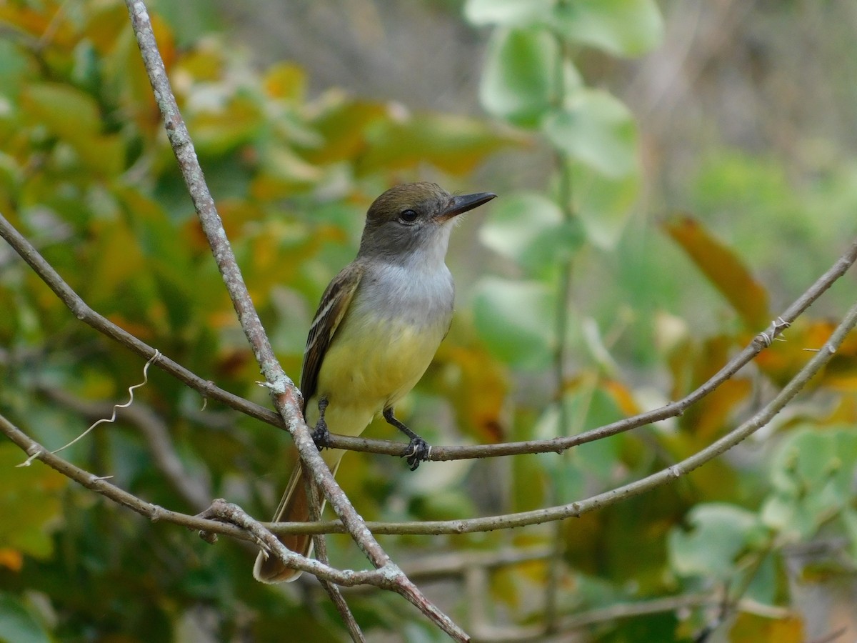 Brown-crested Flycatcher - ML643139894