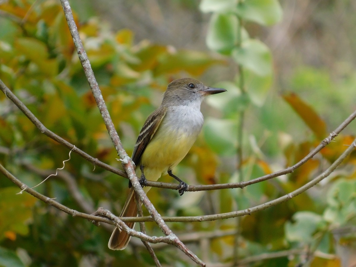 Brown-crested Flycatcher - ML643139895