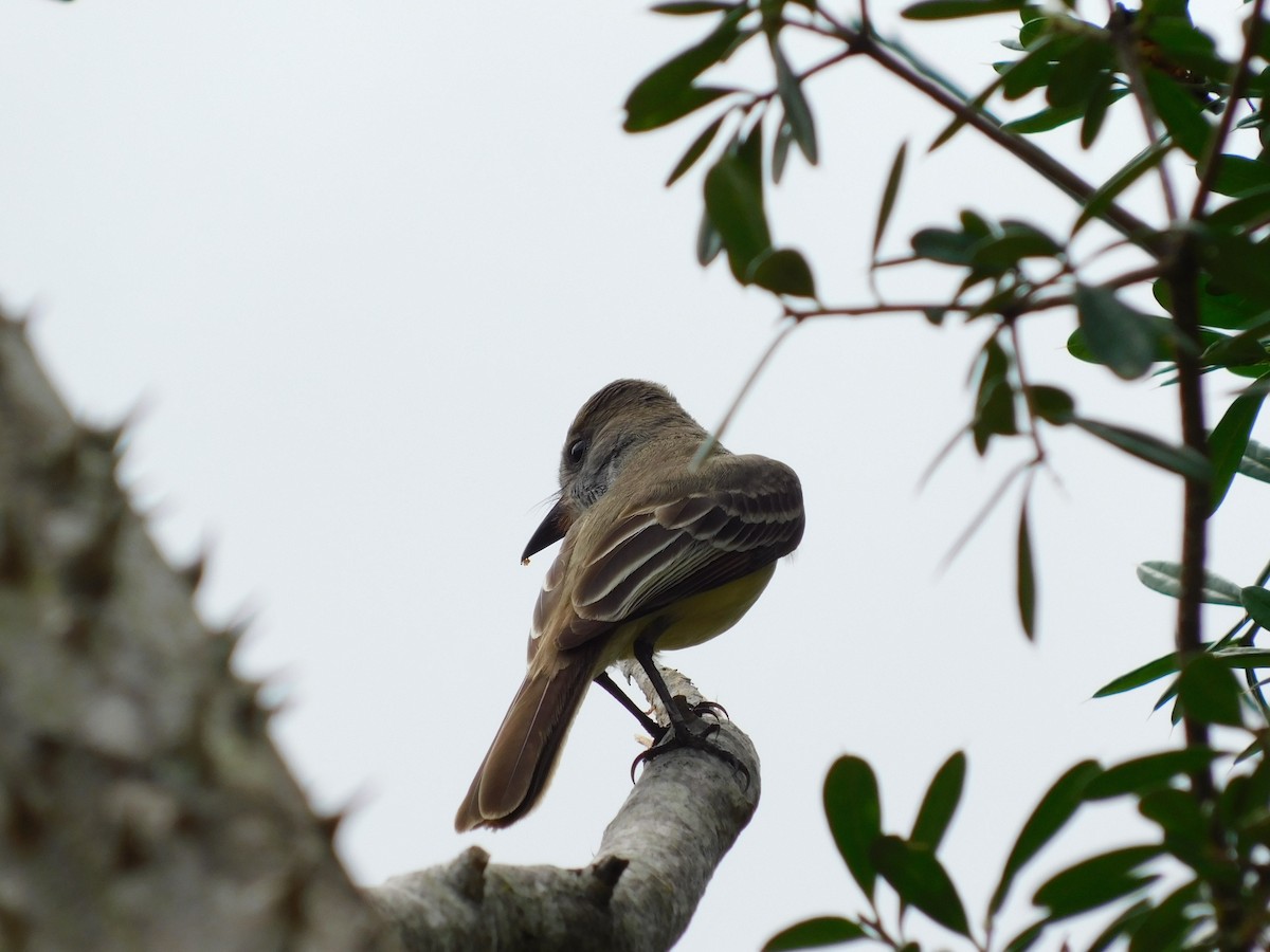 Brown-crested Flycatcher - ML643139896