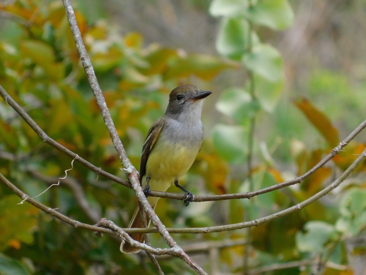 Brown-crested Flycatcher - ML643139897