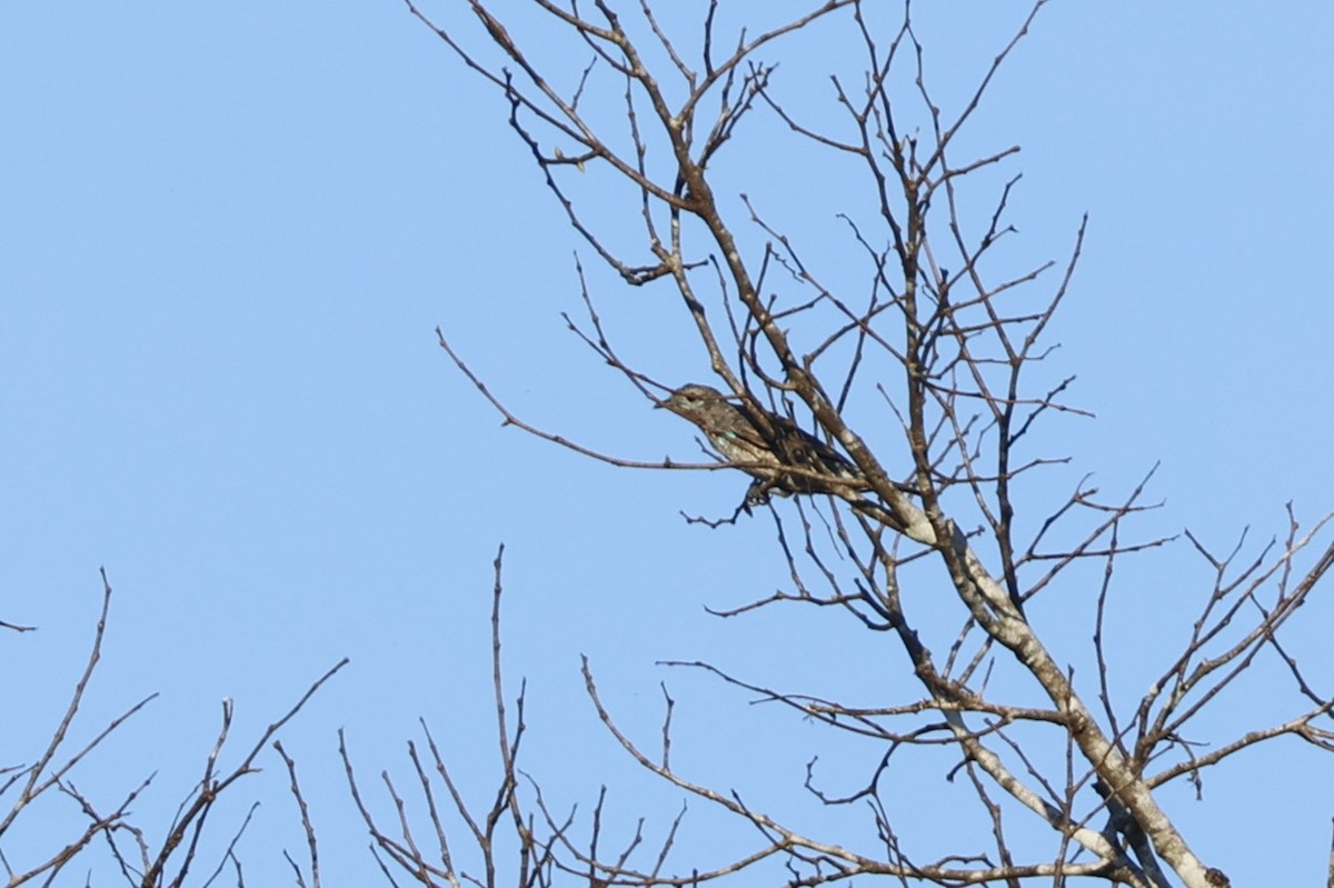 Spangled Cotinga - ML643139910