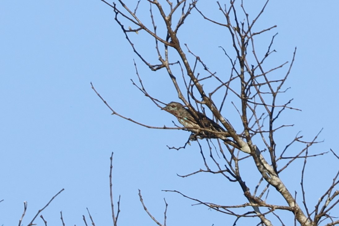Spangled Cotinga - ML643139911