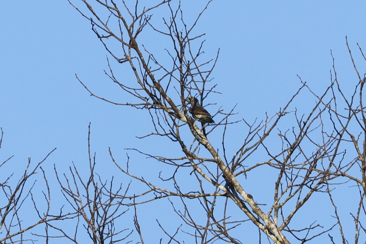 Spangled Cotinga - ML643139912