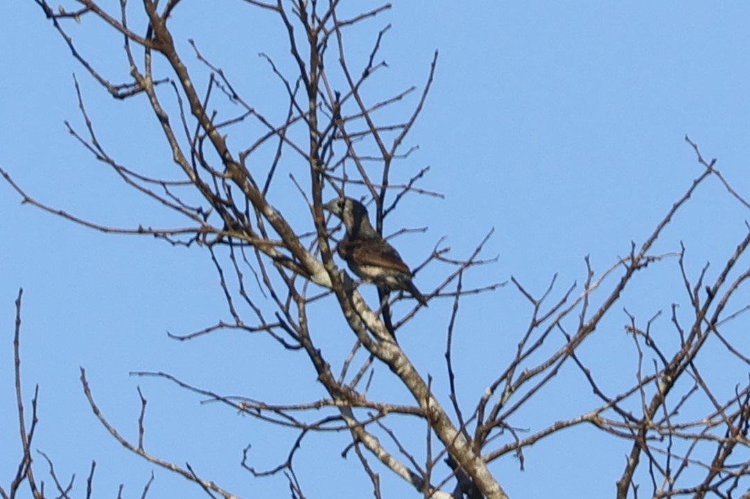 Spangled Cotinga - ML643139914