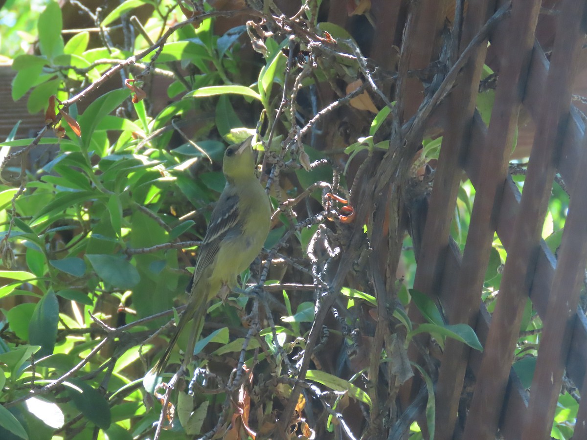 Oriole masqué - ML643139916