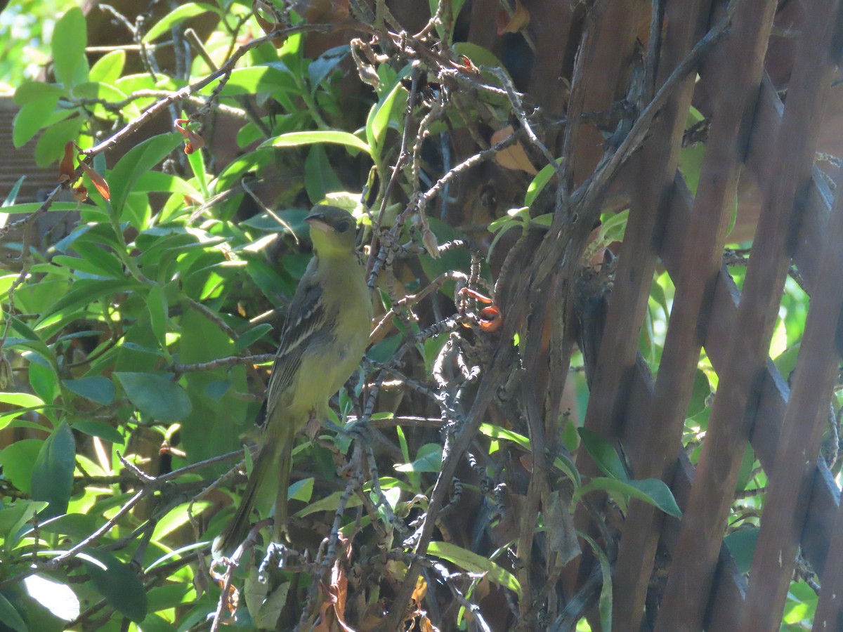 Oriole masqué - ML643139917