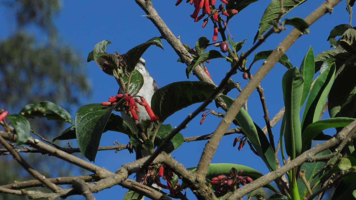 Tropical Mockingbird - ML643139919