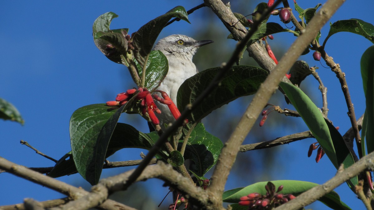 Tropical Mockingbird - ML643139920
