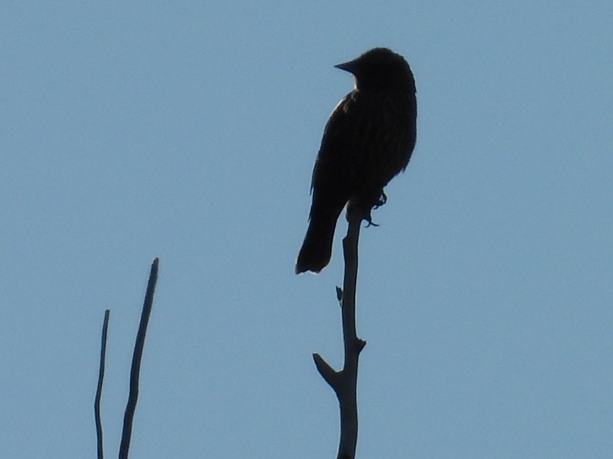 tanımsız Icteridae sp. - ML643139931