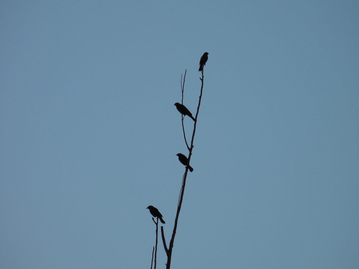 tanımsız Icteridae sp. - ML643139932